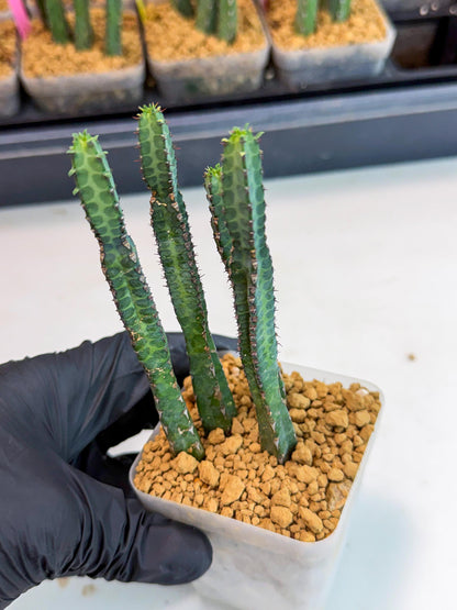 Heterochroma / Quadrangularis (b) | 1 Pot