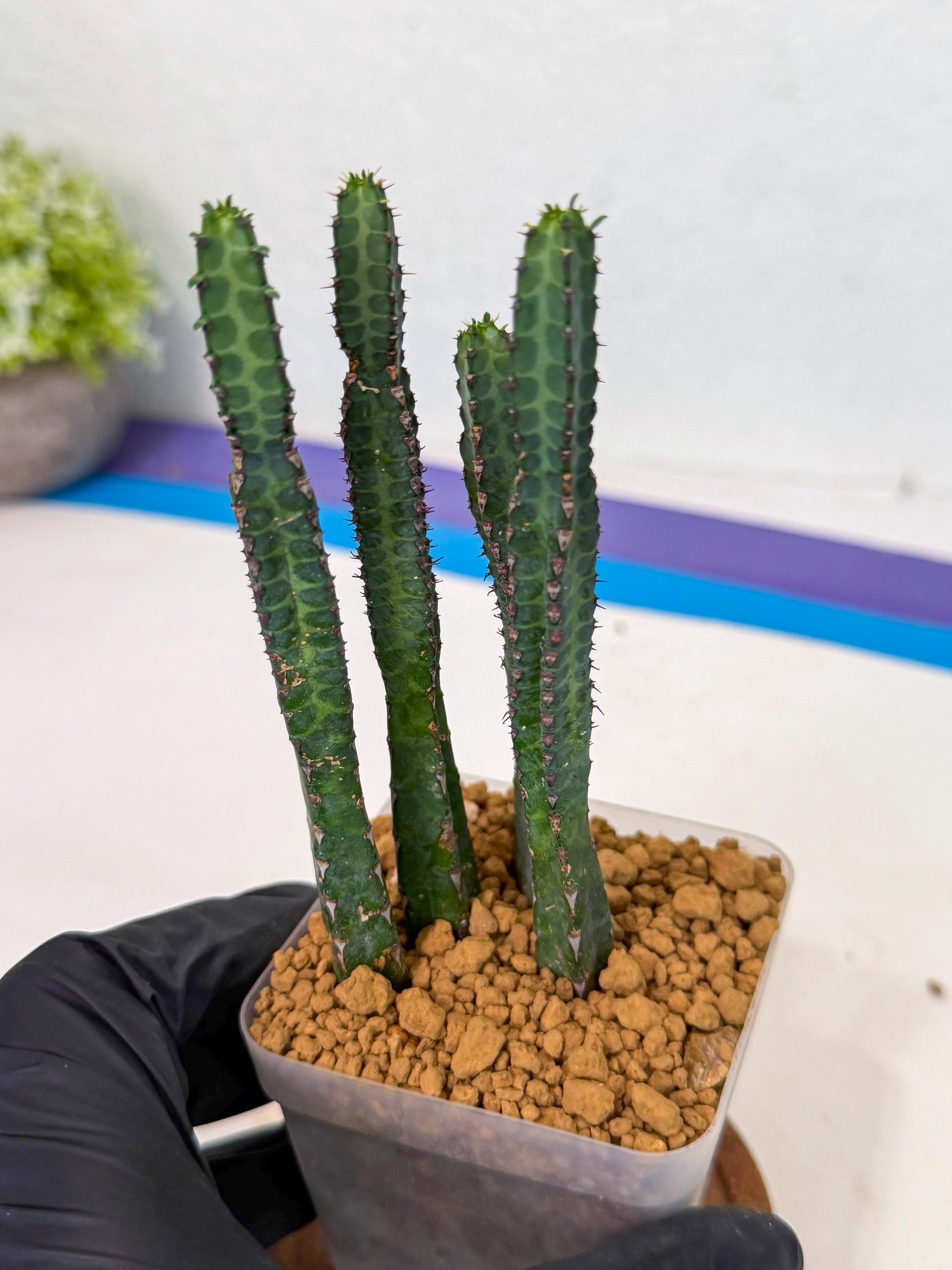 Heterochroma / Quadrangularis (b) | 1 Pot