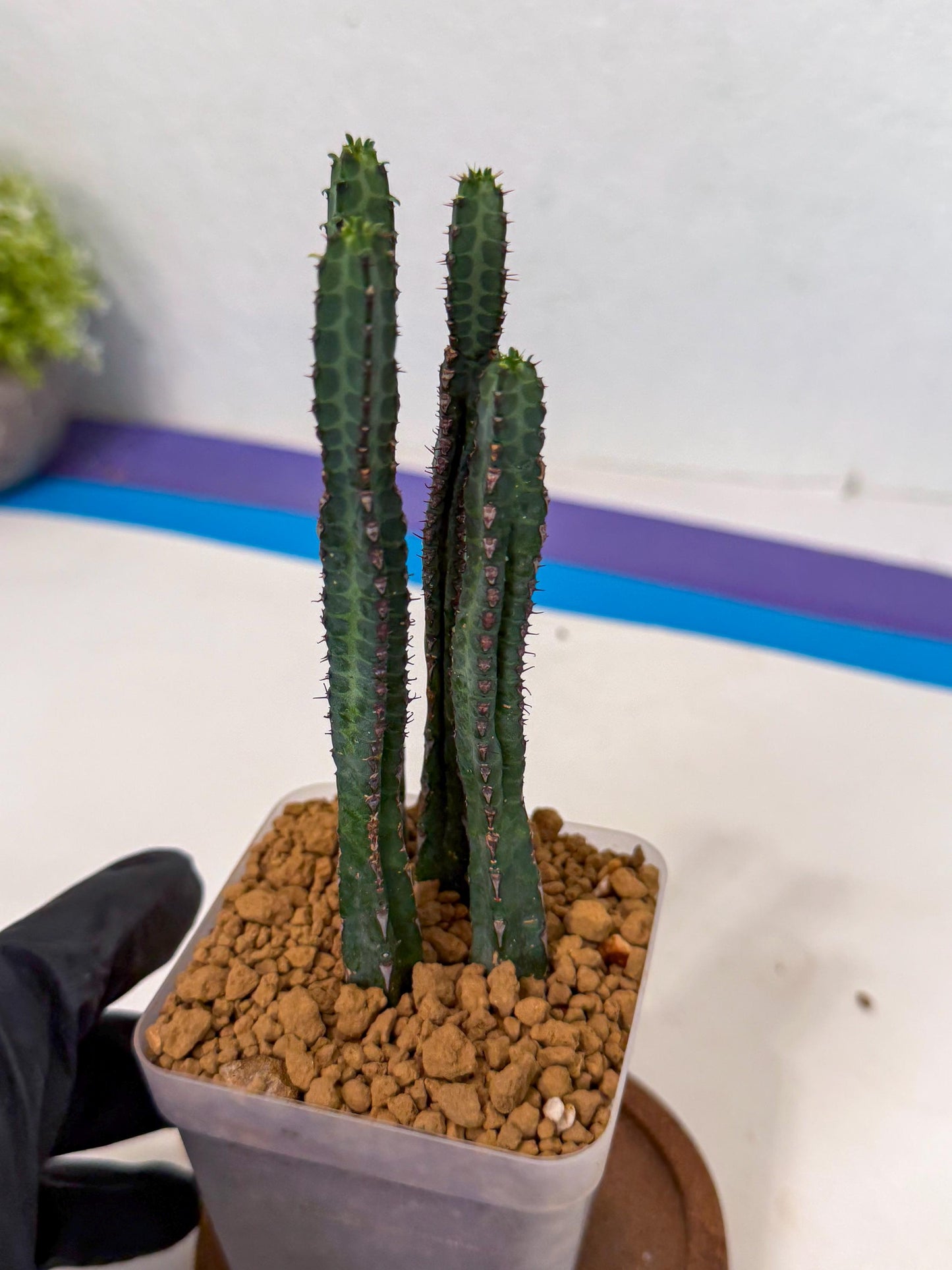 Heterochroma / Quadrangularis (b) | 1 Pot