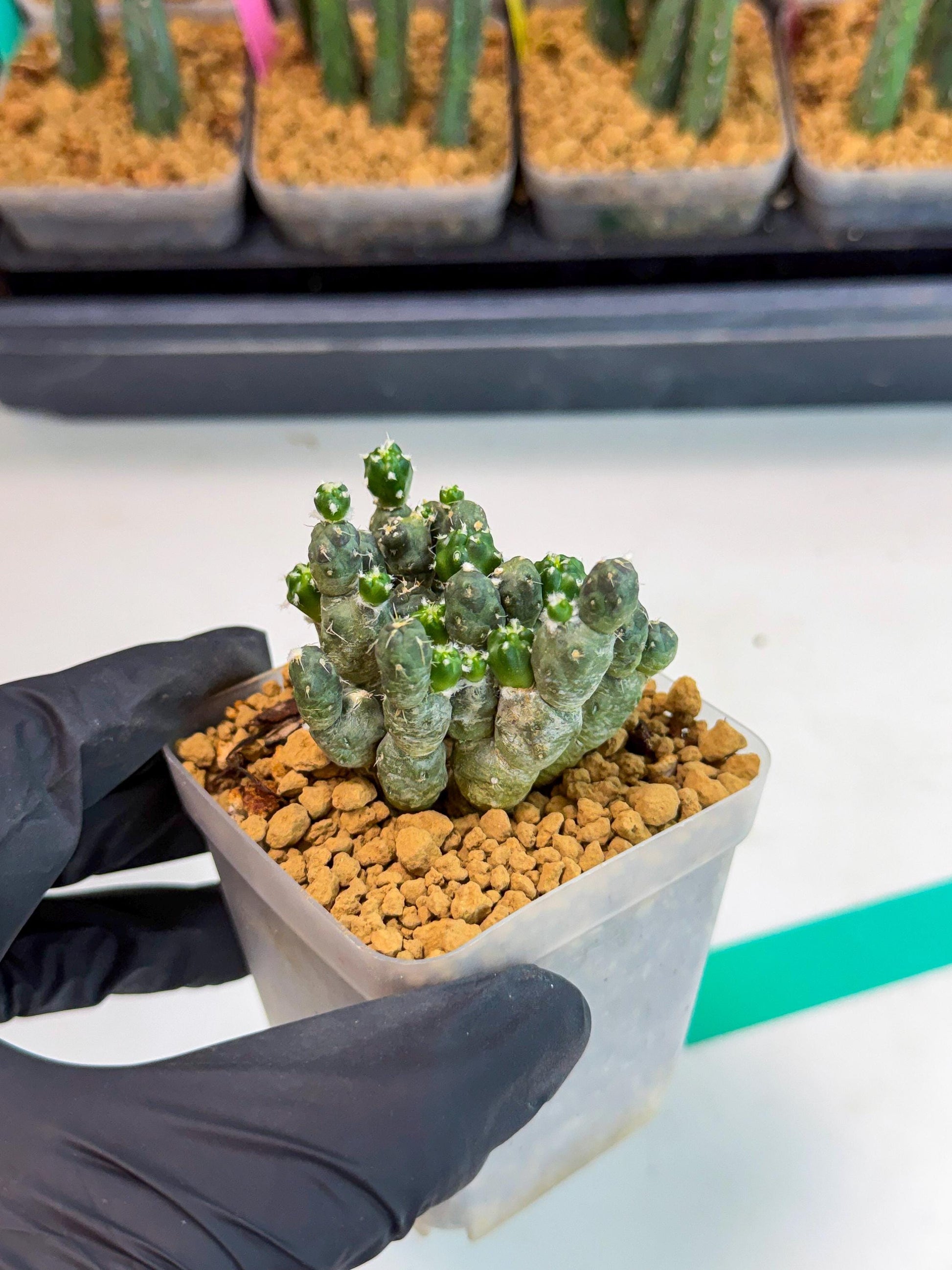 Puna incahuasi Maihueniopsis subterranea (g) | Imported Plants