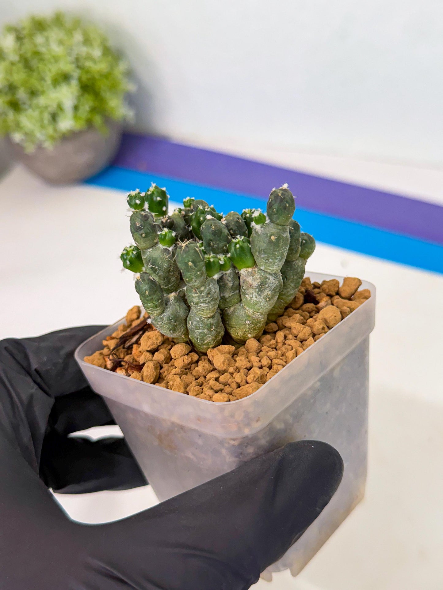 Puna incahuasi Maihueniopsis subterranea (g) | Imported Plants