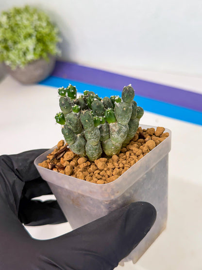 Puna incahuasi Maihueniopsis subterranea (g) | Imported Plants