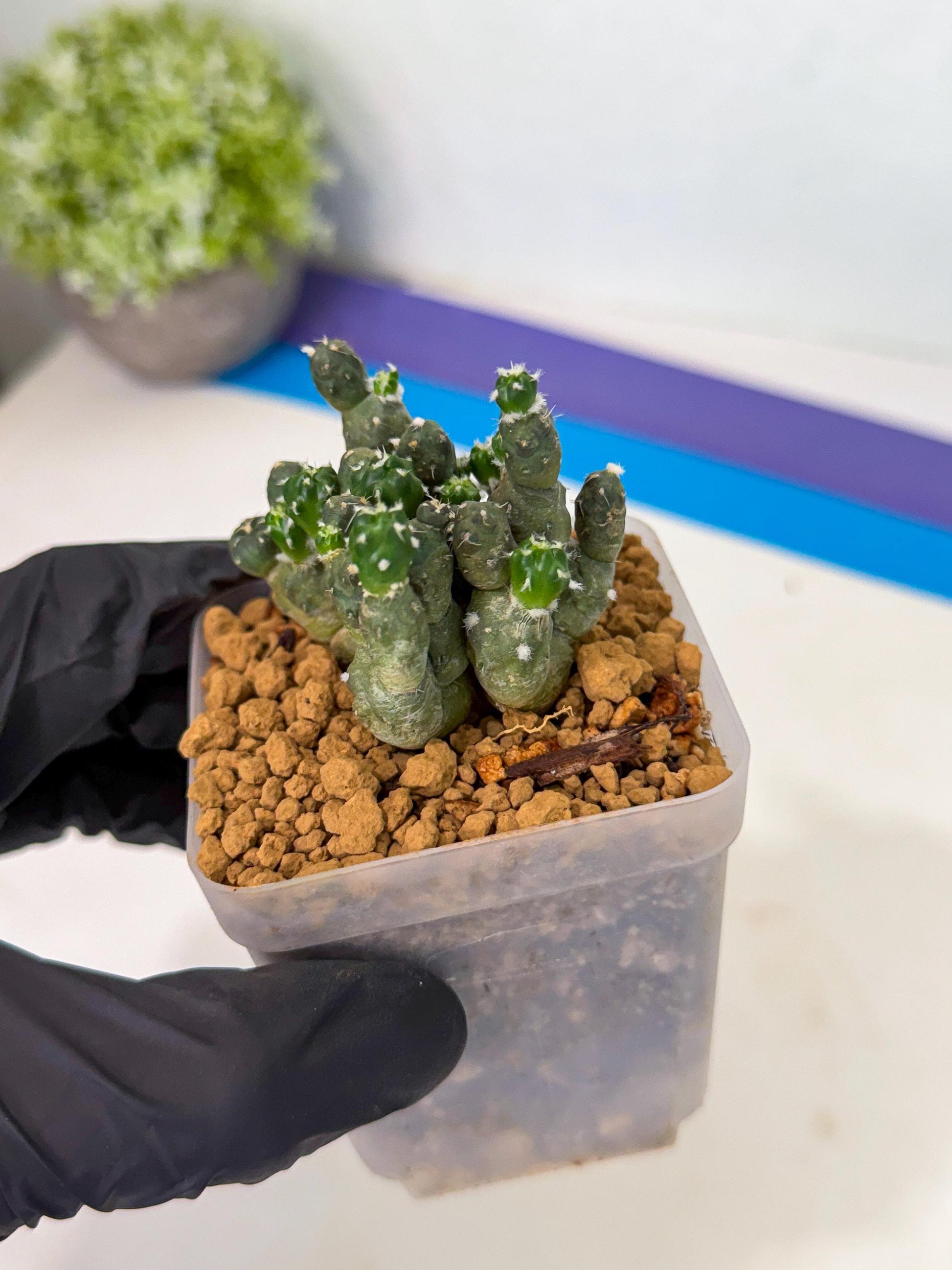 Puna incahuasi Maihueniopsis subterranea (g) | Imported Plants