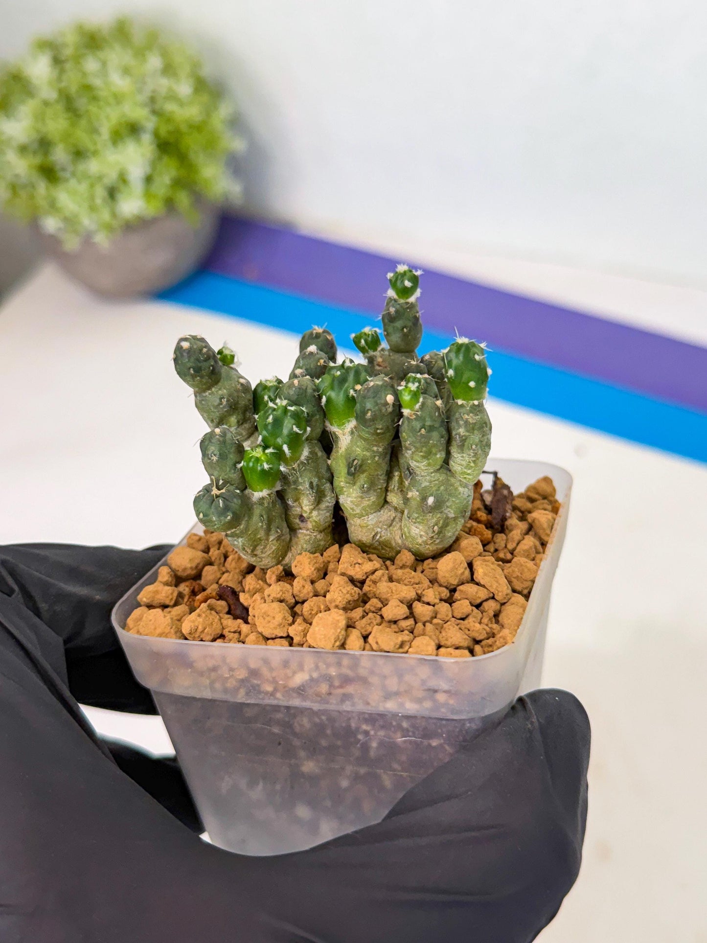 Puna incahuasi Maihueniopsis subterranea (g) | Imported Plants