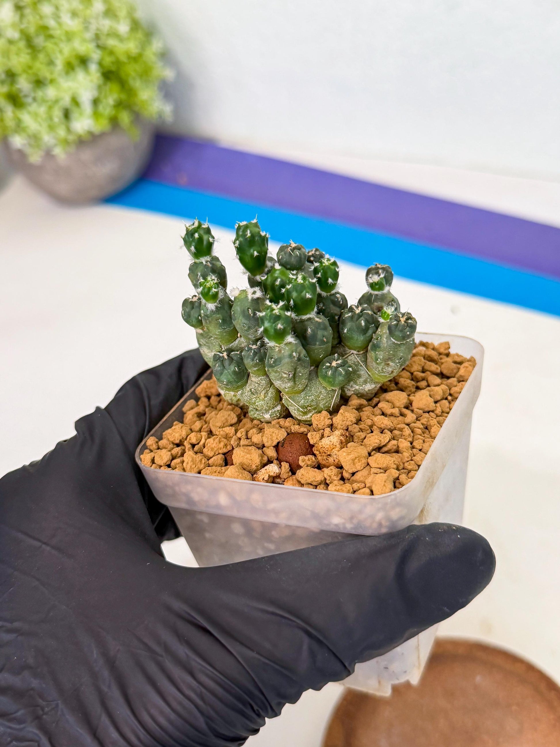 Puna incahuasi Maihueniopsis subterranea (y) | Imported Plants