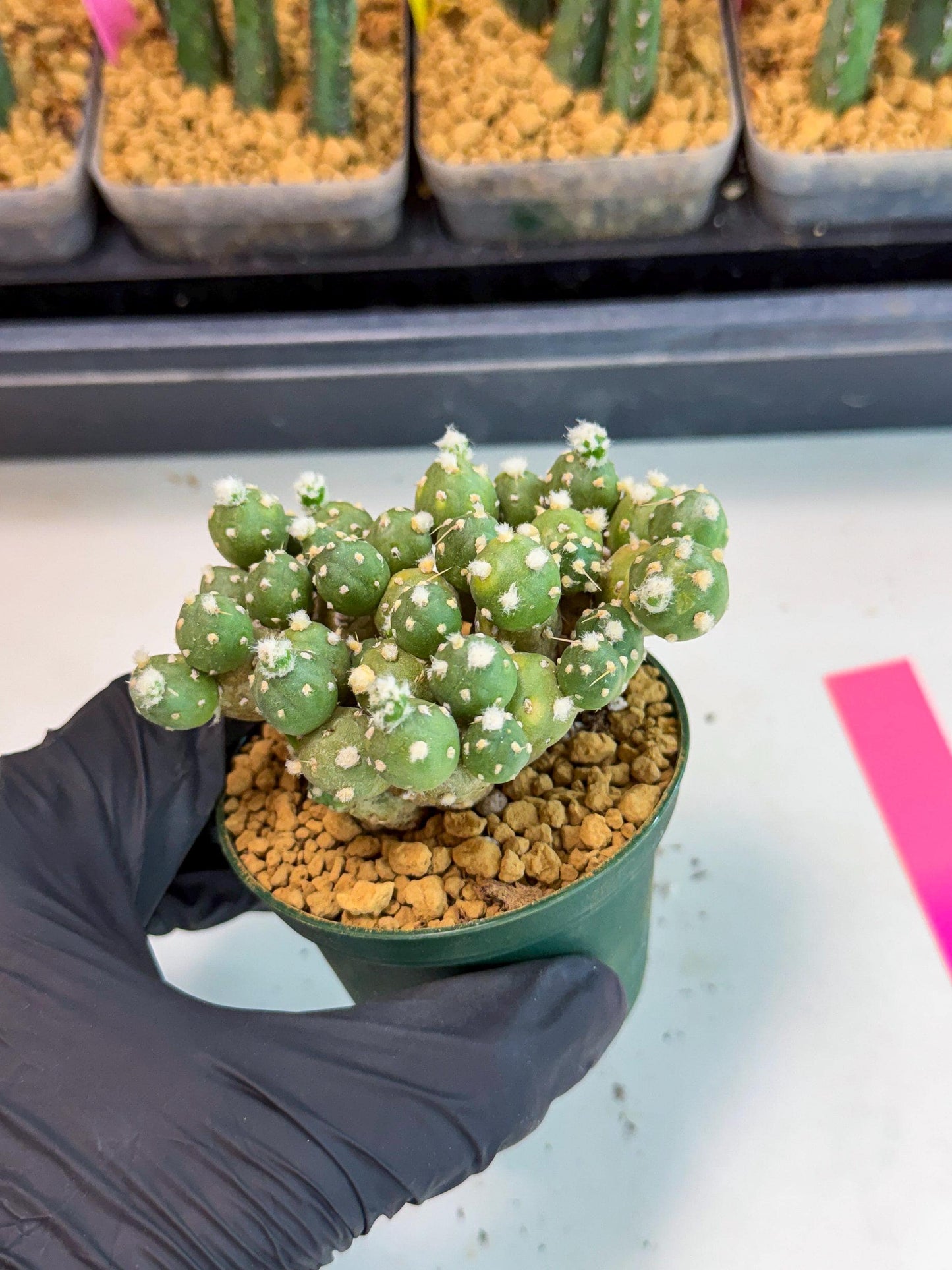 Tephrocactus Rossianus (p) | Exact Plant From Listing