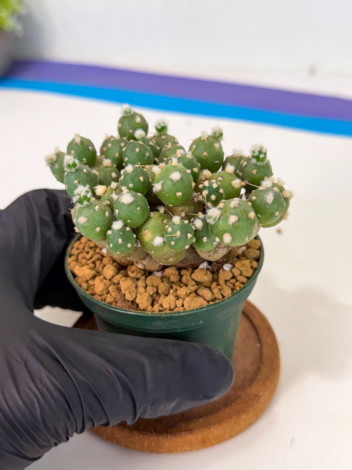 Tephrocactus Rossianus (p) | Exact Plant From Listing