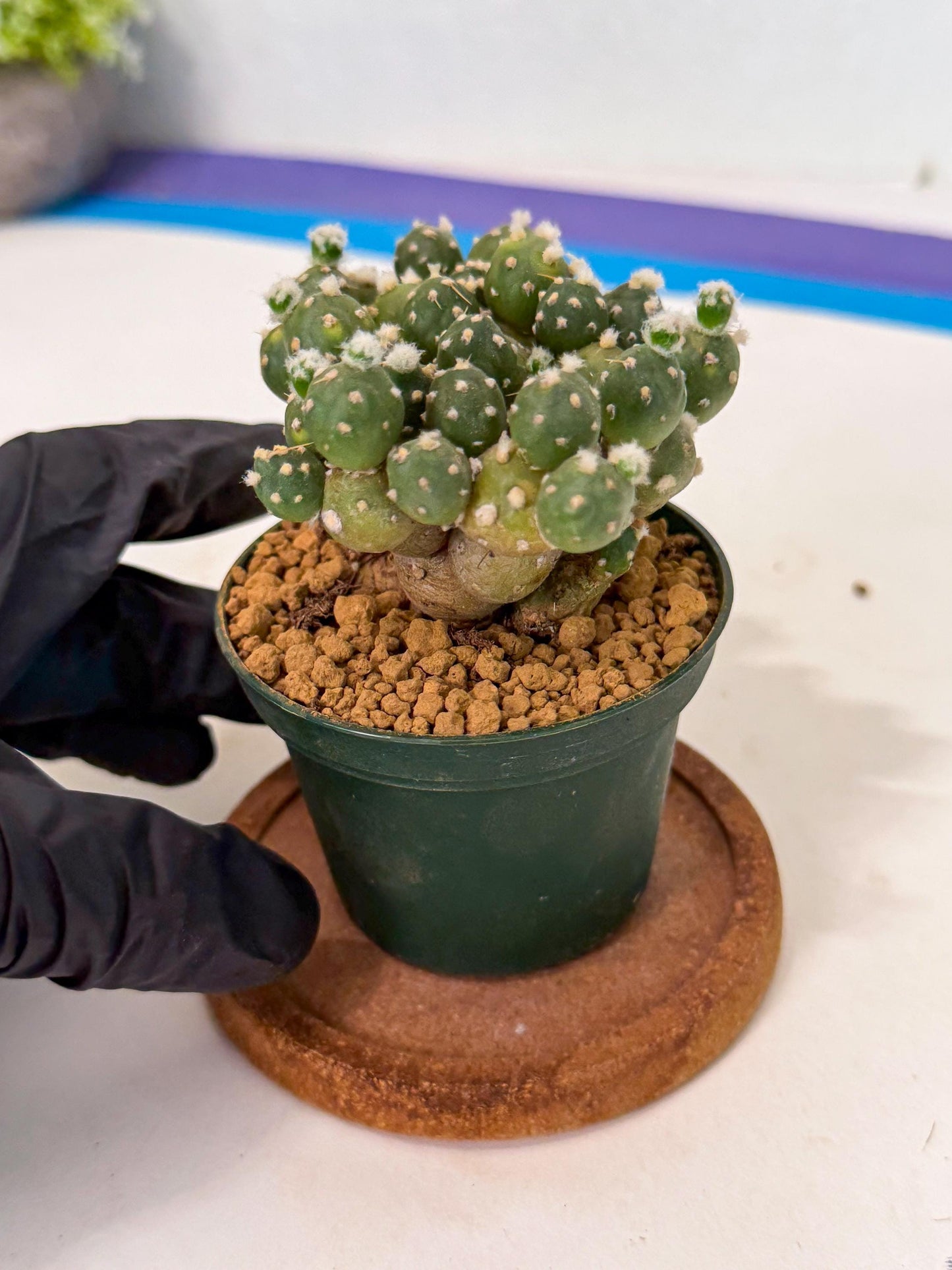 Tephrocactus Rossianus (p) | Exact Plant From Listing