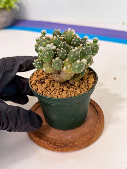 Tephrocactus Rossianus (p) | Exact Plant From Listing