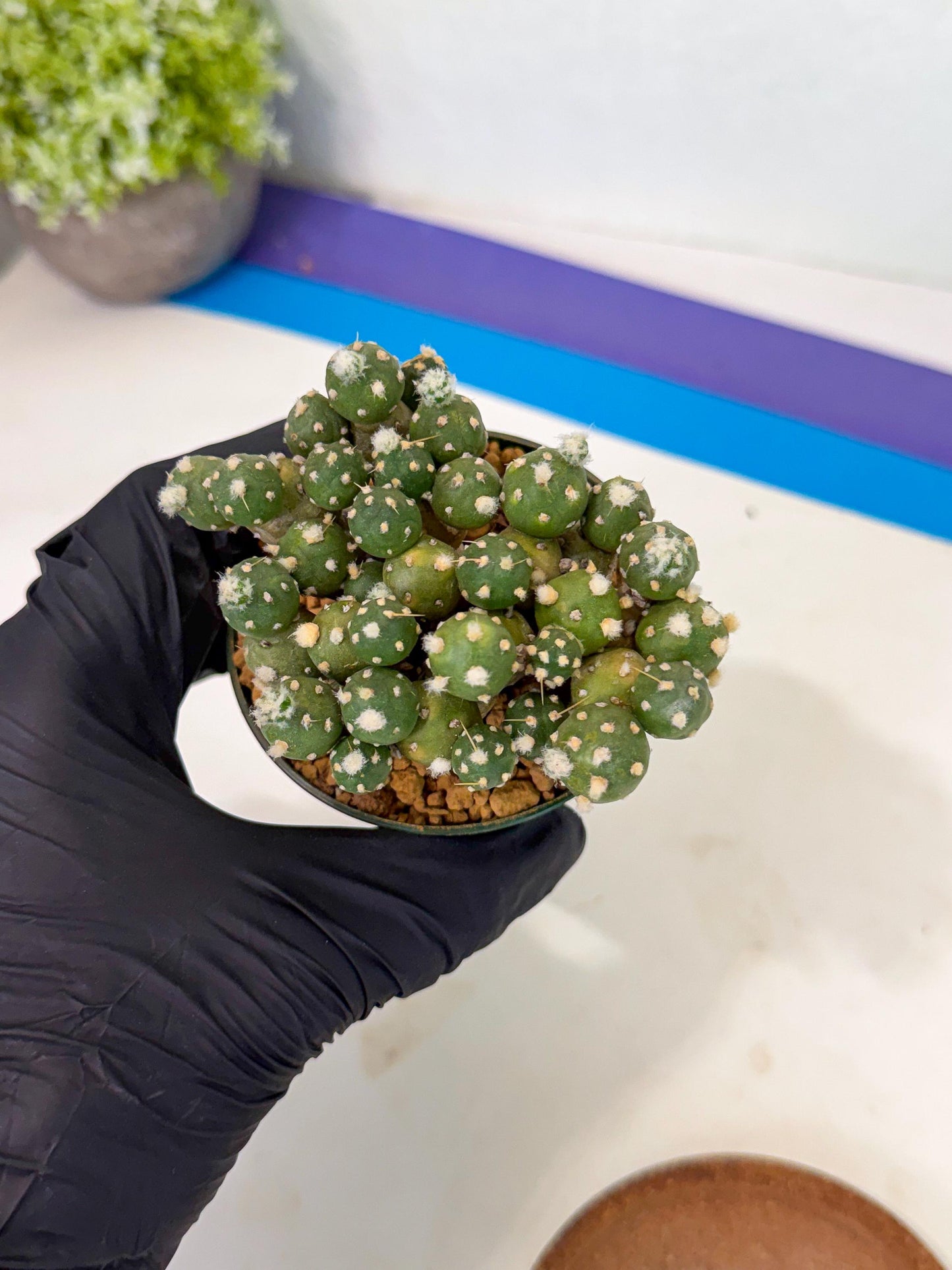 Tephrocactus Rossianus (p) | Exact Plant From Listing