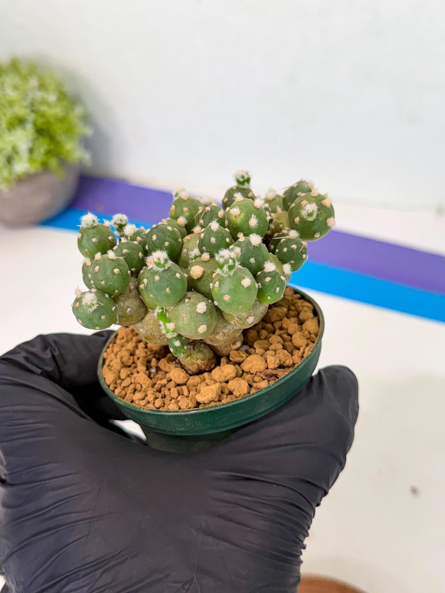 Tephrocactus Rossianus (p) | Exact Plant From Listing