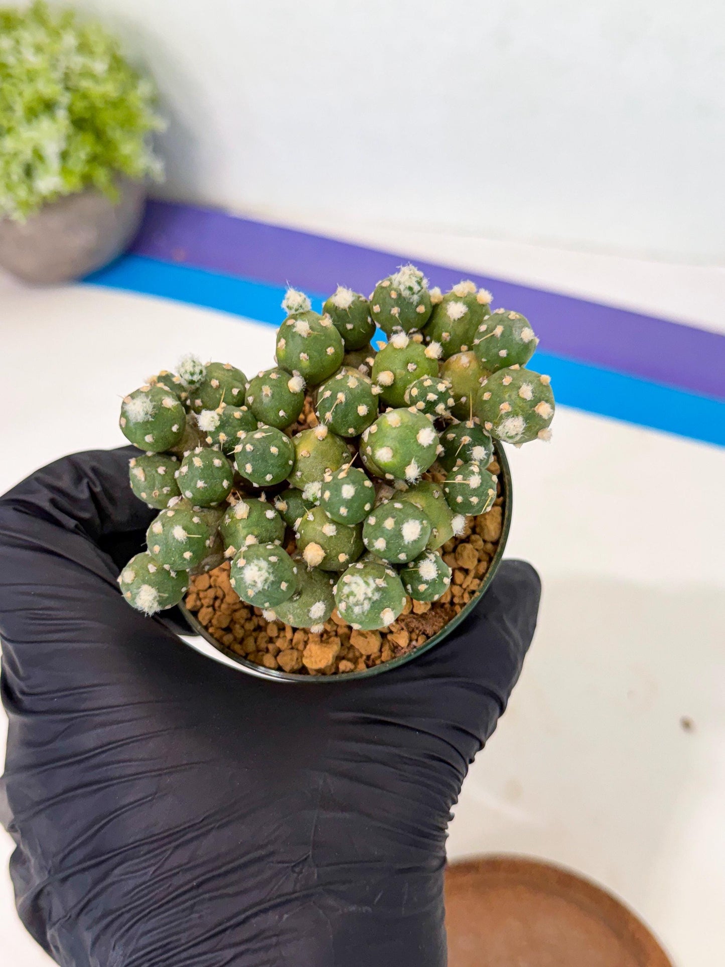 Tephrocactus Rossianus (p) | Exact Plant From Listing