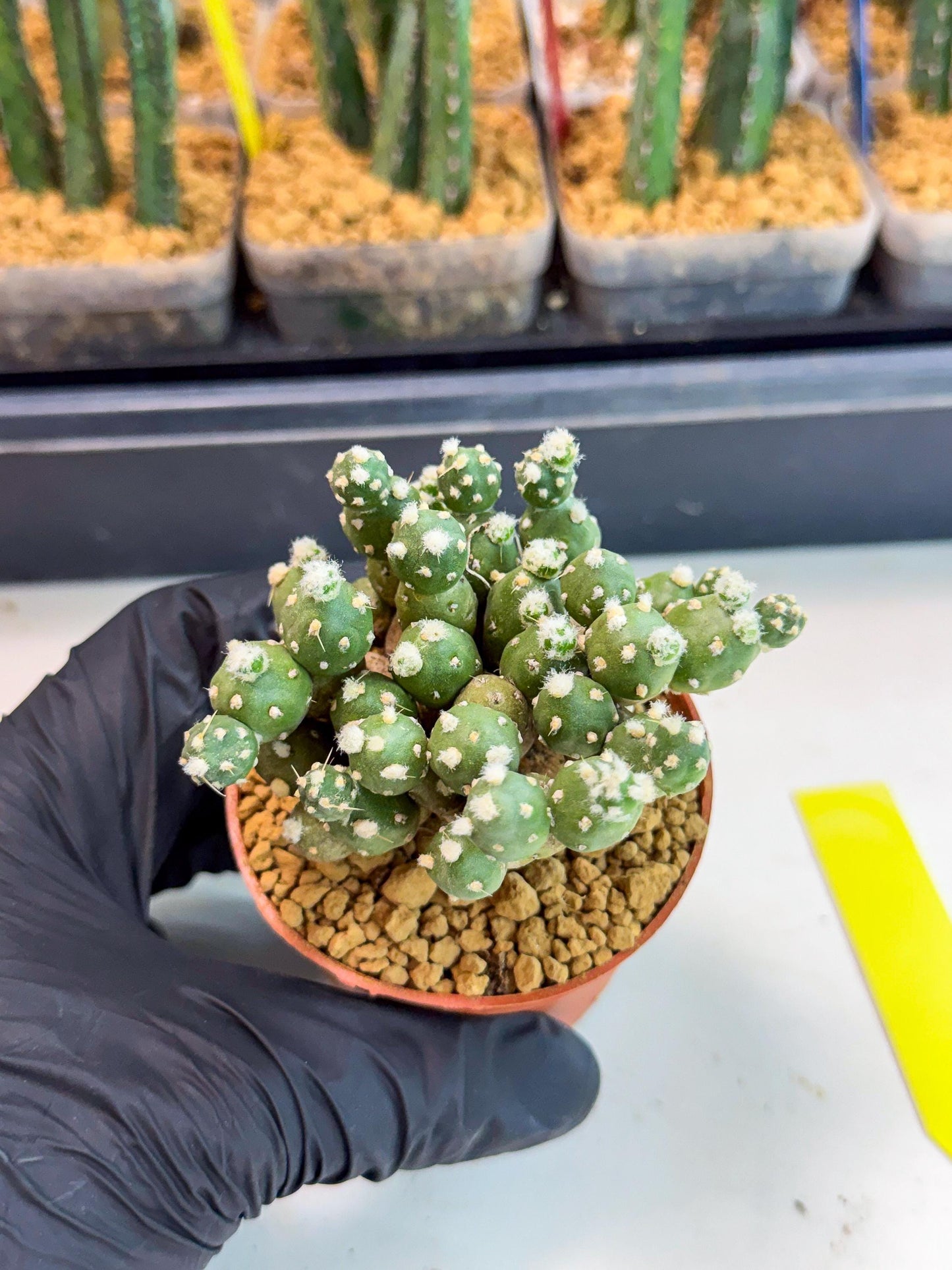 Tephrocactus Rossianus (y) | Exact Plant From Listing