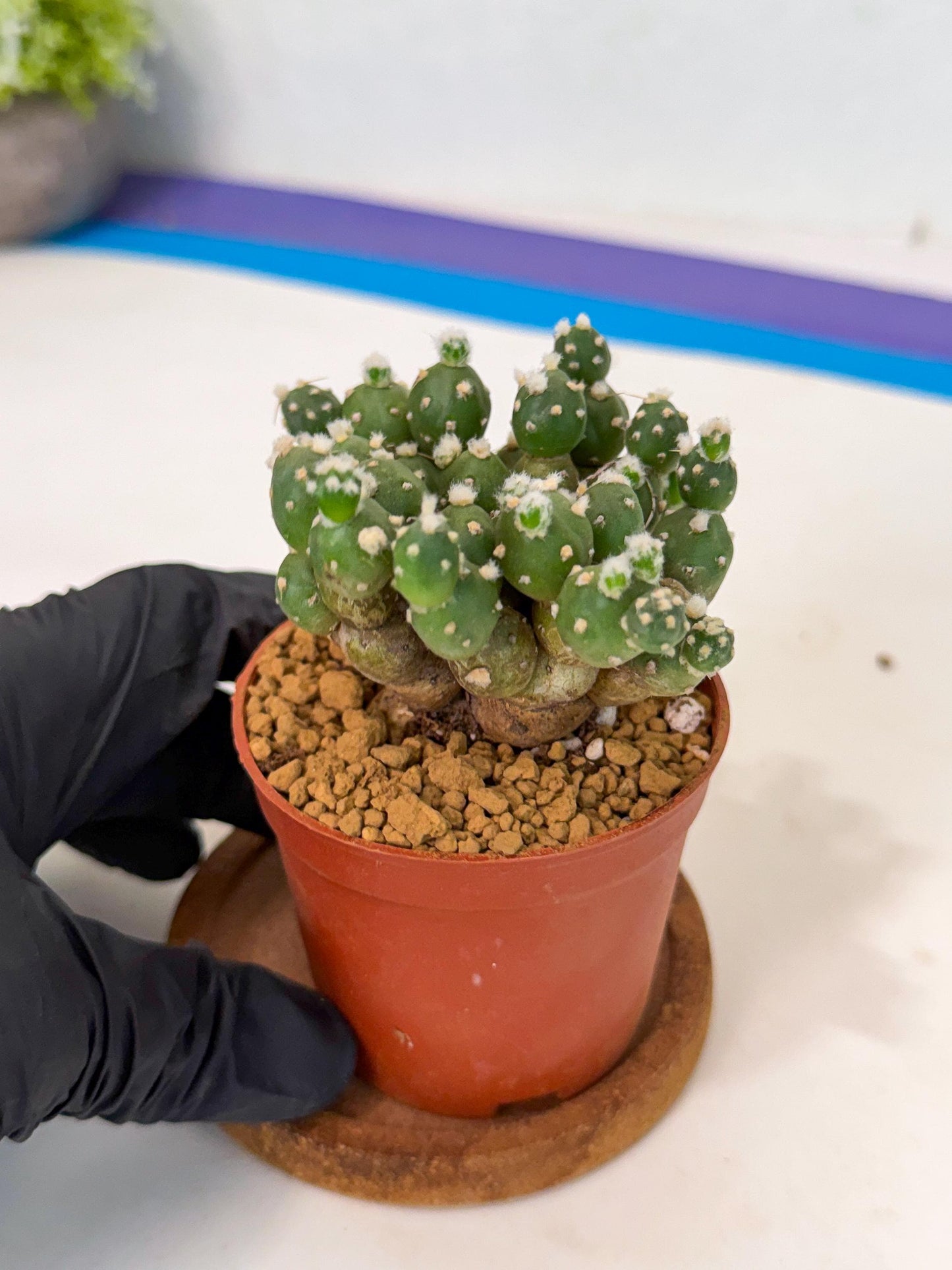 Tephrocactus Rossianus (y) | Exact Plant From Listing