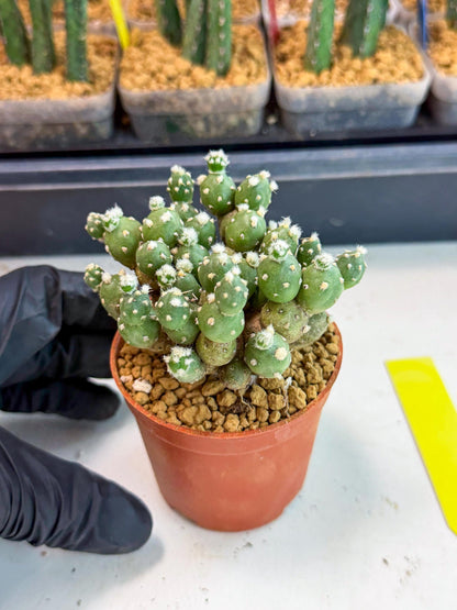 Tephrocactus Rossianus (y) | Exact Plant From Listing