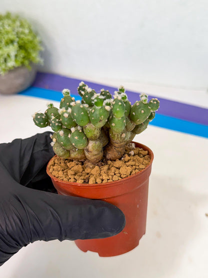 Tephrocactus Rossianus (y) | Exact Plant From Listing