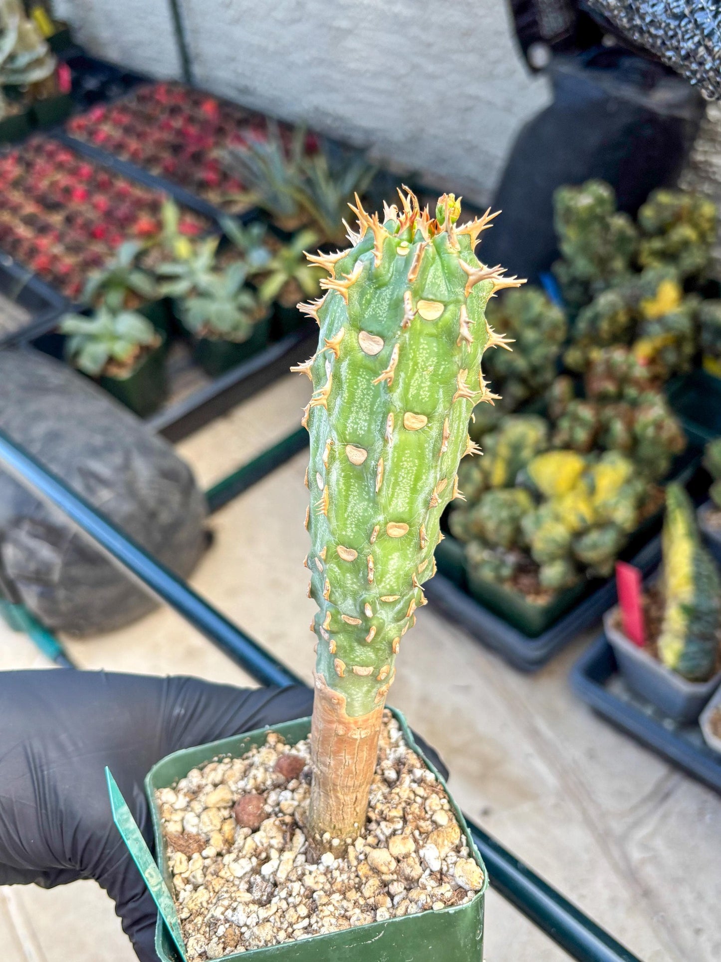 Eupho Viguieri var. Ankarafantsiensis (g) | Imported plants