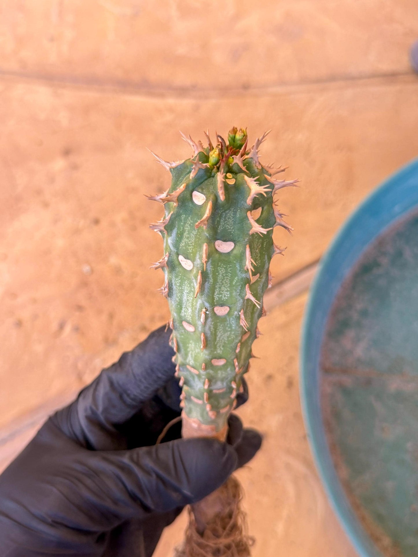 Eupho Viguieri var. Ankarafantsiensis (g) | Imported plants
