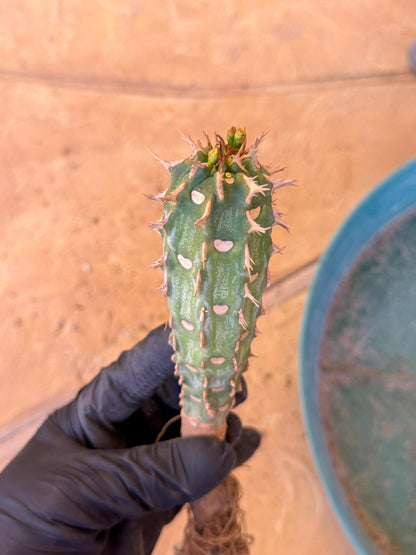 Eupho Viguieri var. Ankarafantsiensis (g) | Imported plants