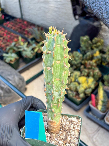 Eupho Viguieri var. Ankarafantsiensis (bg) | Imported plants
