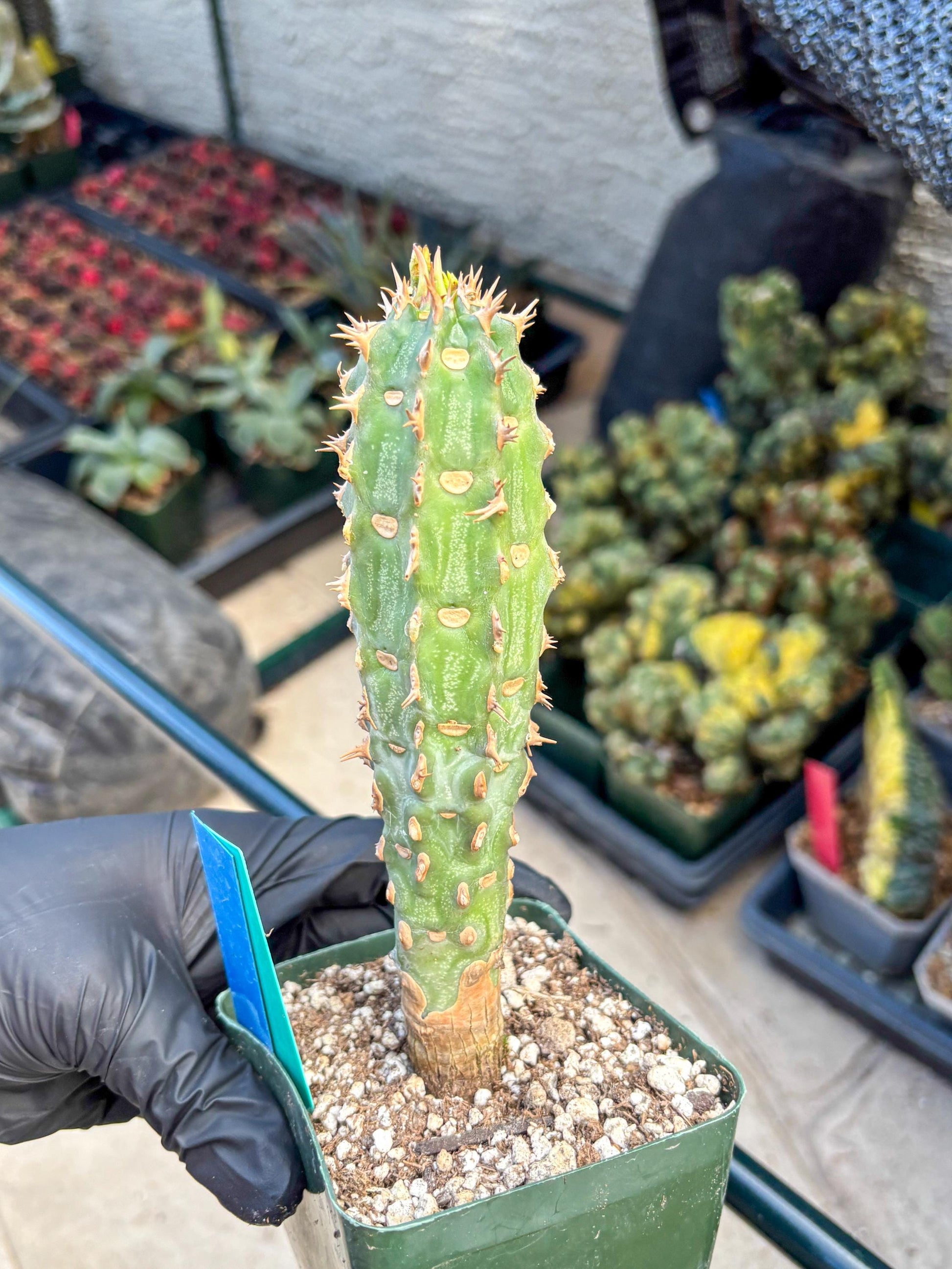 Eupho Viguieri var. Ankarafantsiensis (bg) | Imported plants