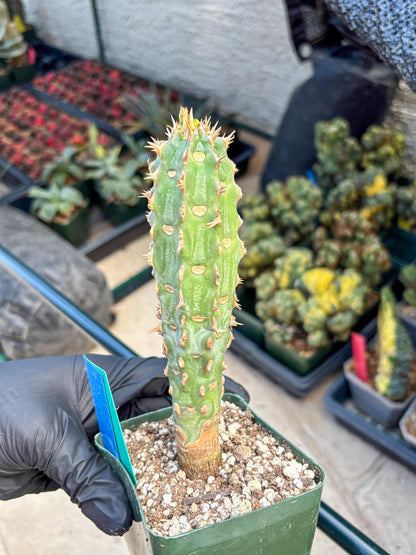 Eupho Viguieri var. Ankarafantsiensis (bg) | Imported plants