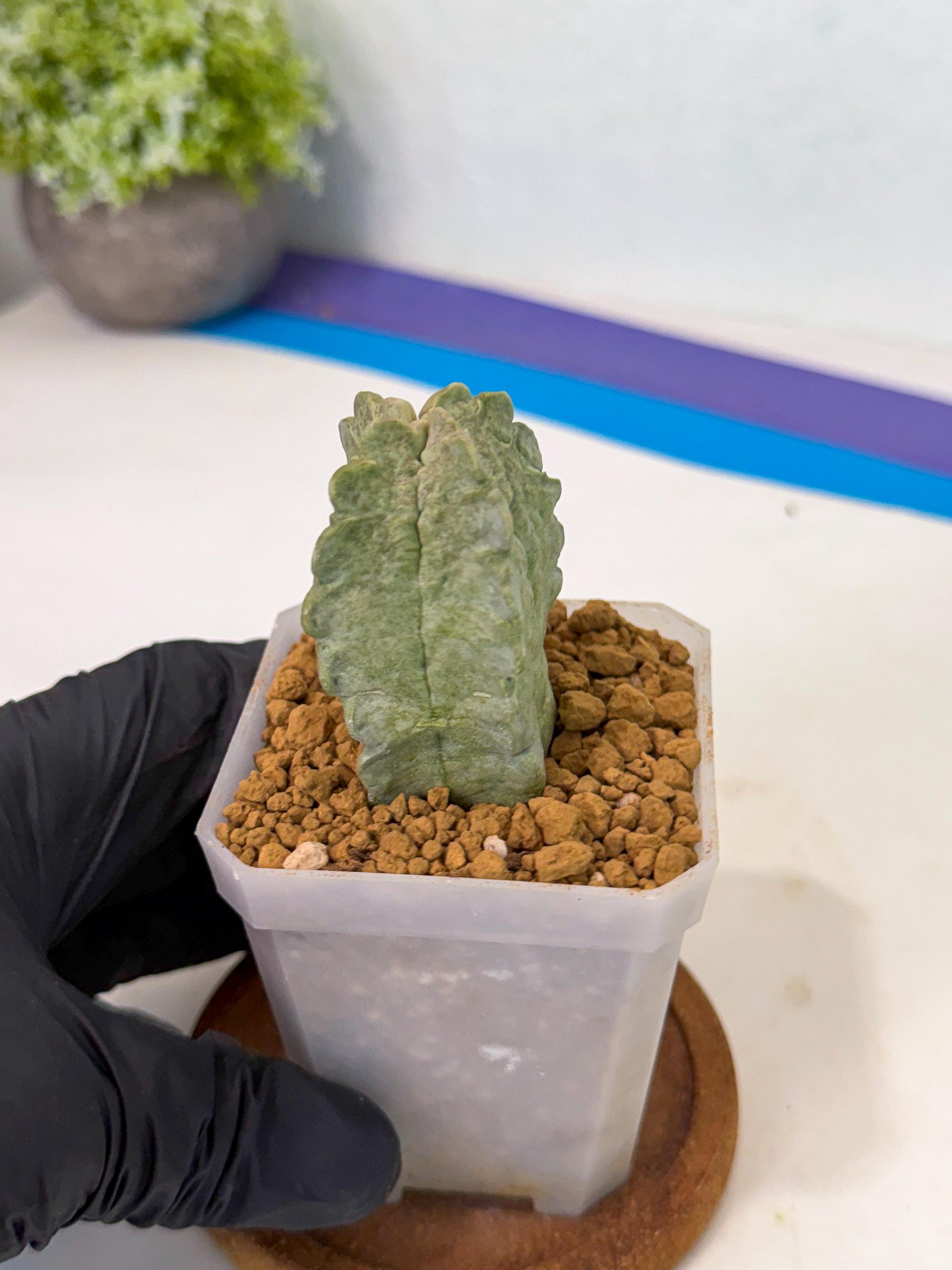 Whitesloanea crassa (p) | Rare House Plants