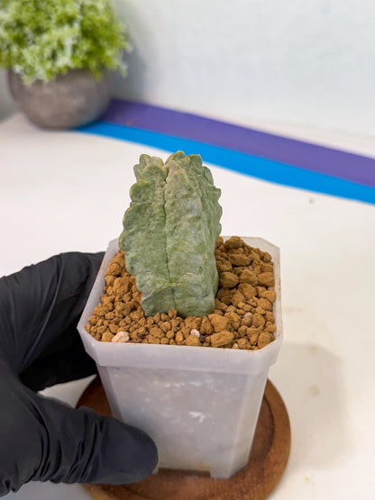 Whitesloanea crassa (p) | Rare House Plants