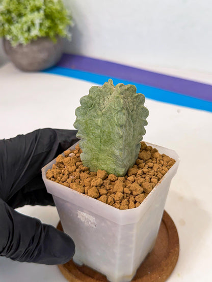 Whitesloanea crassa (p) | Rare House Plants