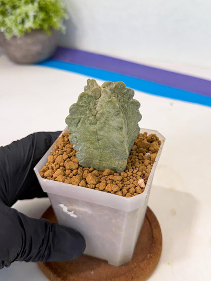 Whitesloanea crassa (p) | Rare House Plants