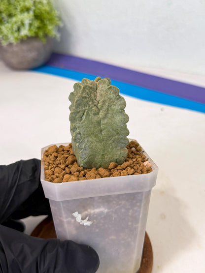 Whitesloanea crassa (p) | Rare House Plants