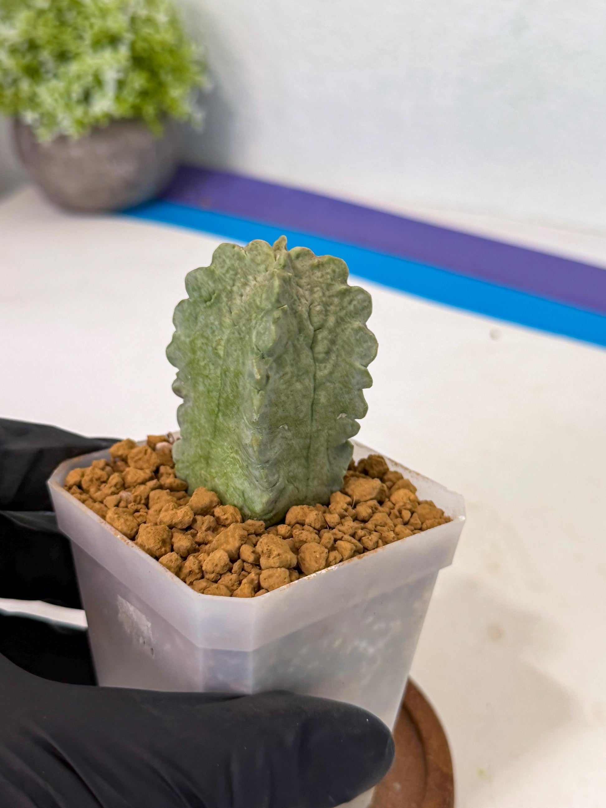Whitesloanea crassa (p) | Rare House Plants