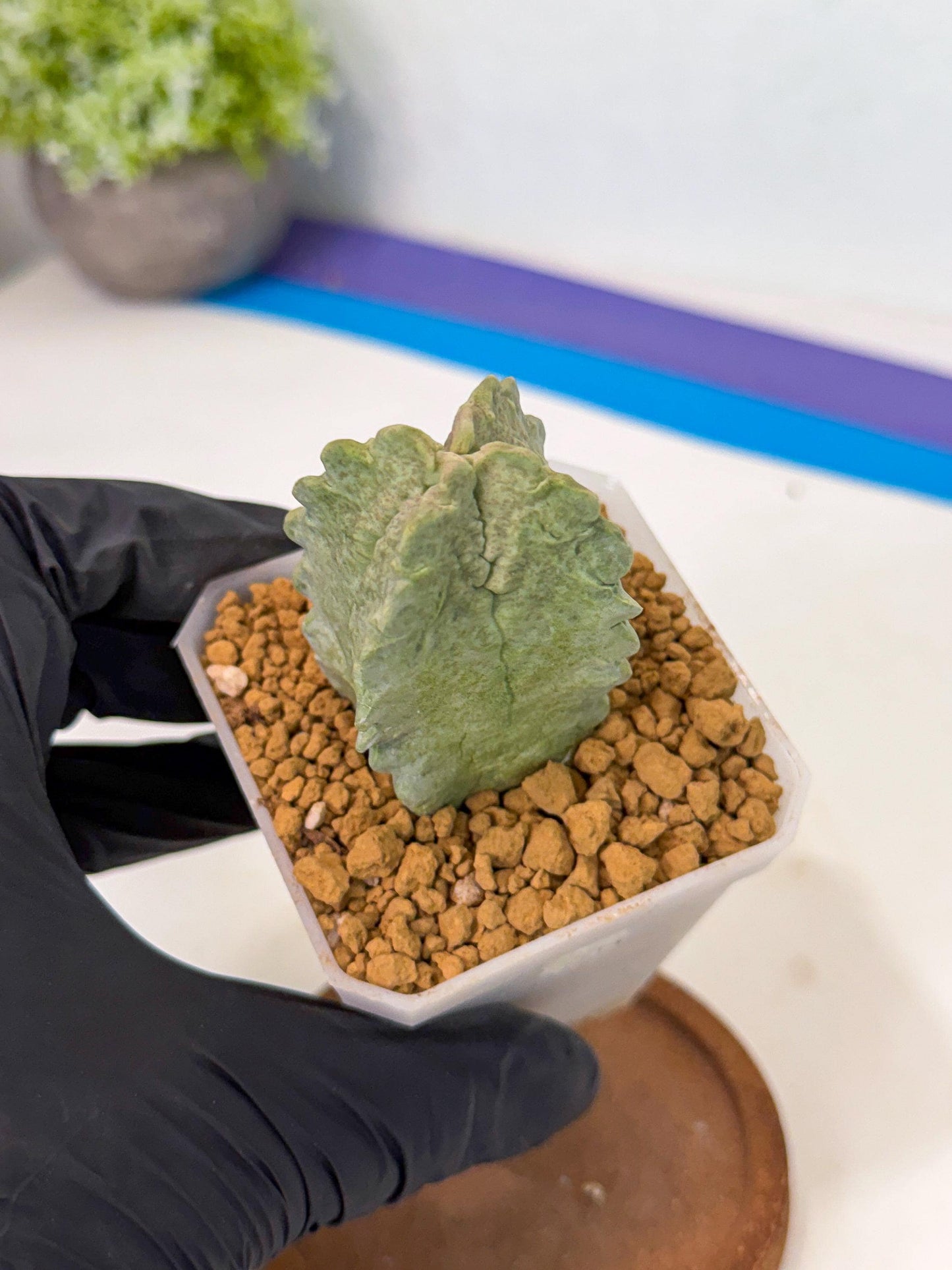Whitesloanea crassa (p) | Rare House Plants