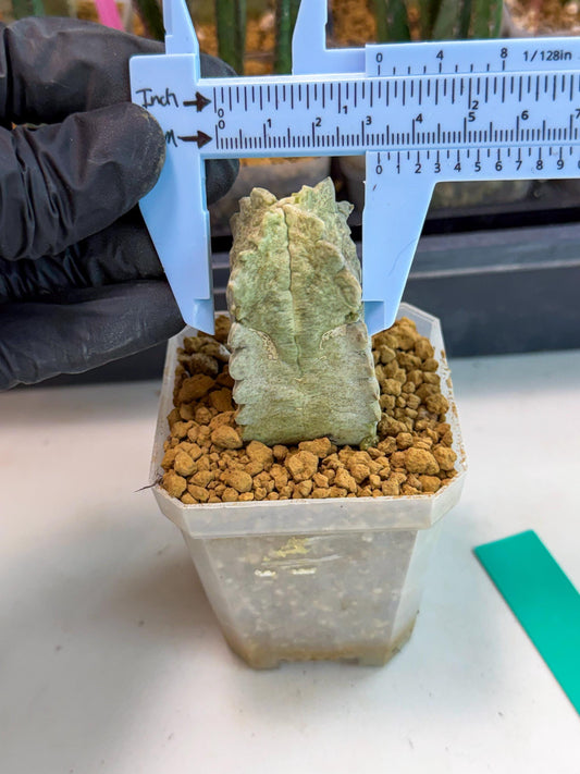 Whitesloanea crassa (g) | Rare House Plants