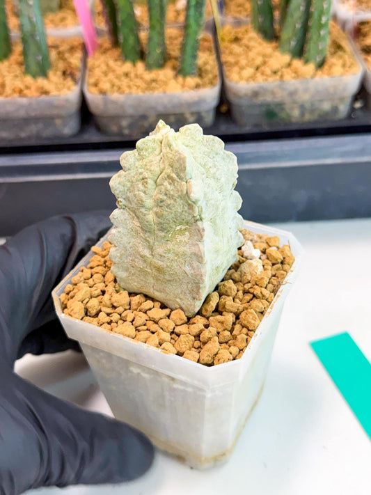 Whitesloanea crassa (g) | Rare House Plants