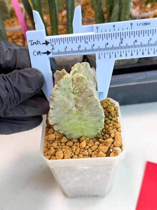 Whitesloanea crassa (r) | Rare House Plants