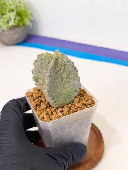 Whitesloanea crassa (r) | Rare House Plants