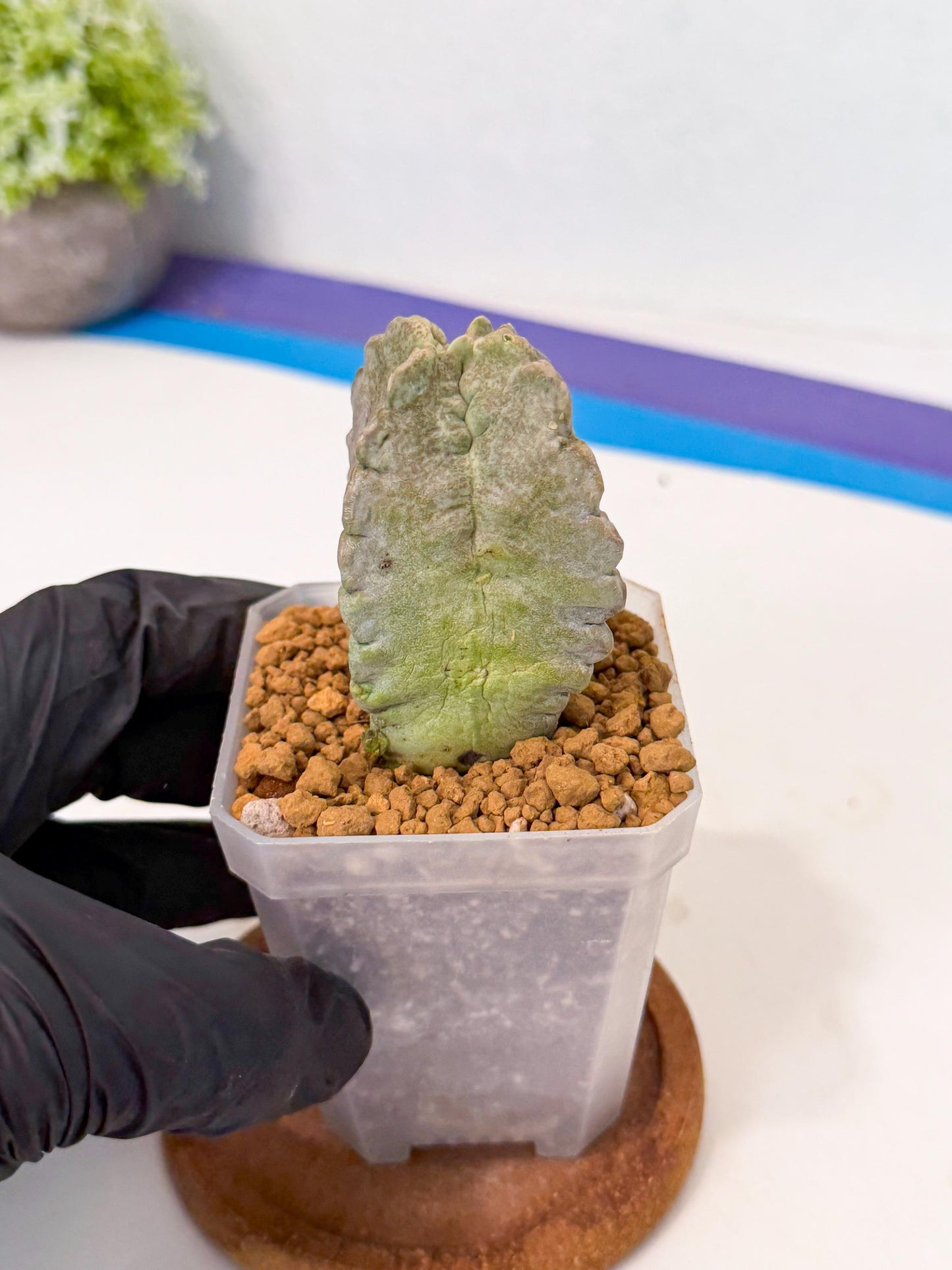 Whitesloanea crassa (r) | Rare House Plants