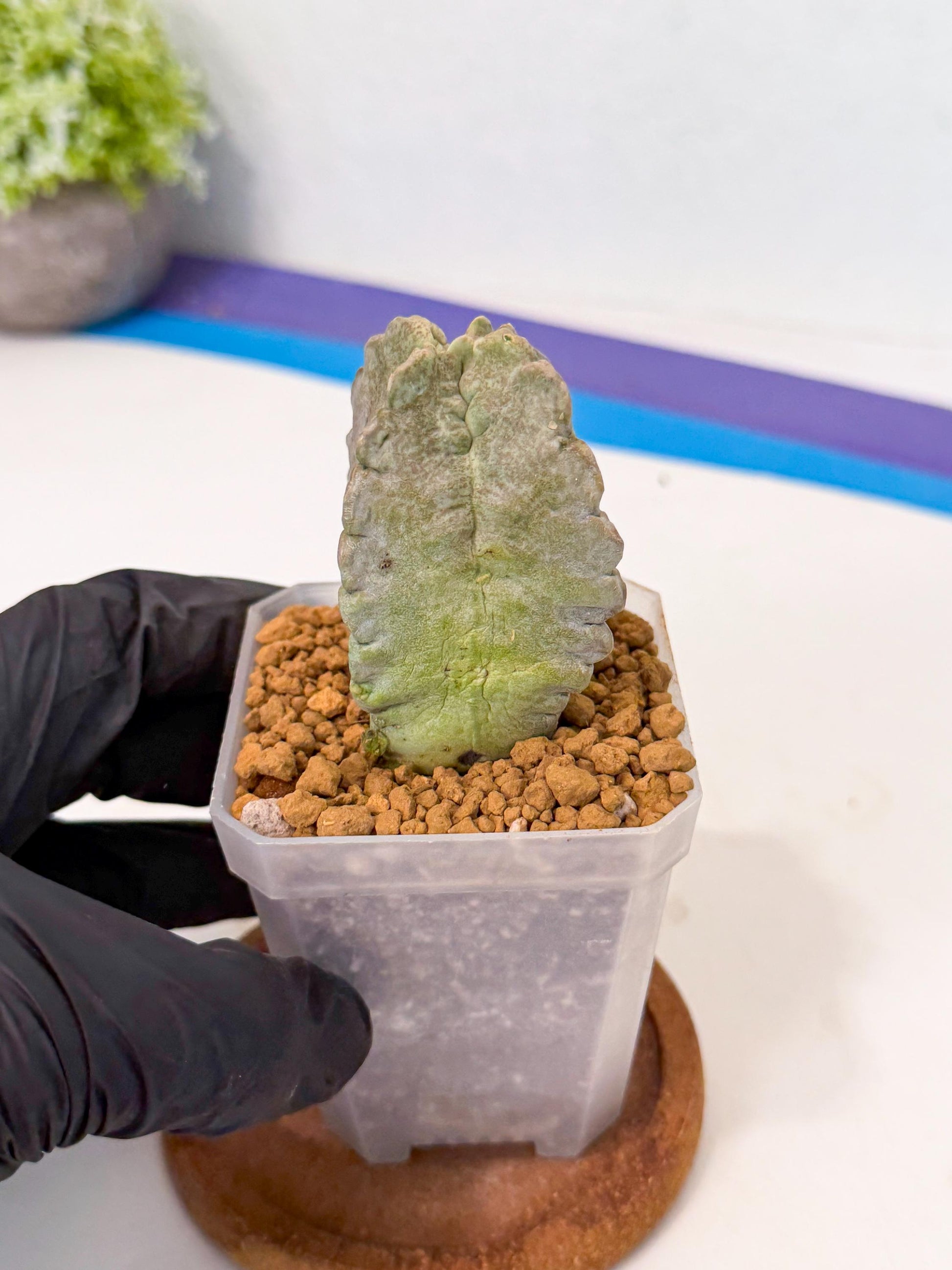 Whitesloanea crassa (r) | Rare House Plants