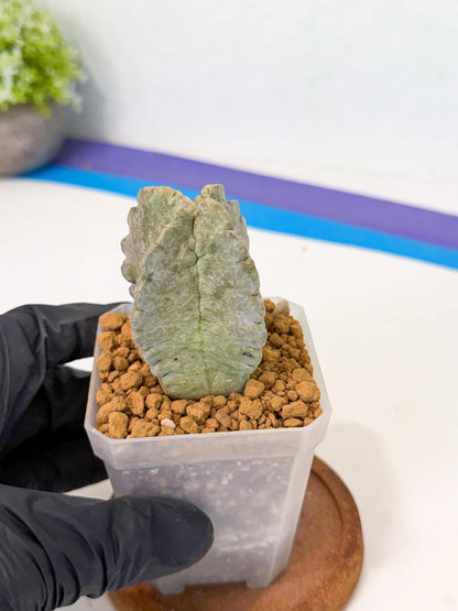 Whitesloanea crassa (r) | Rare House Plants