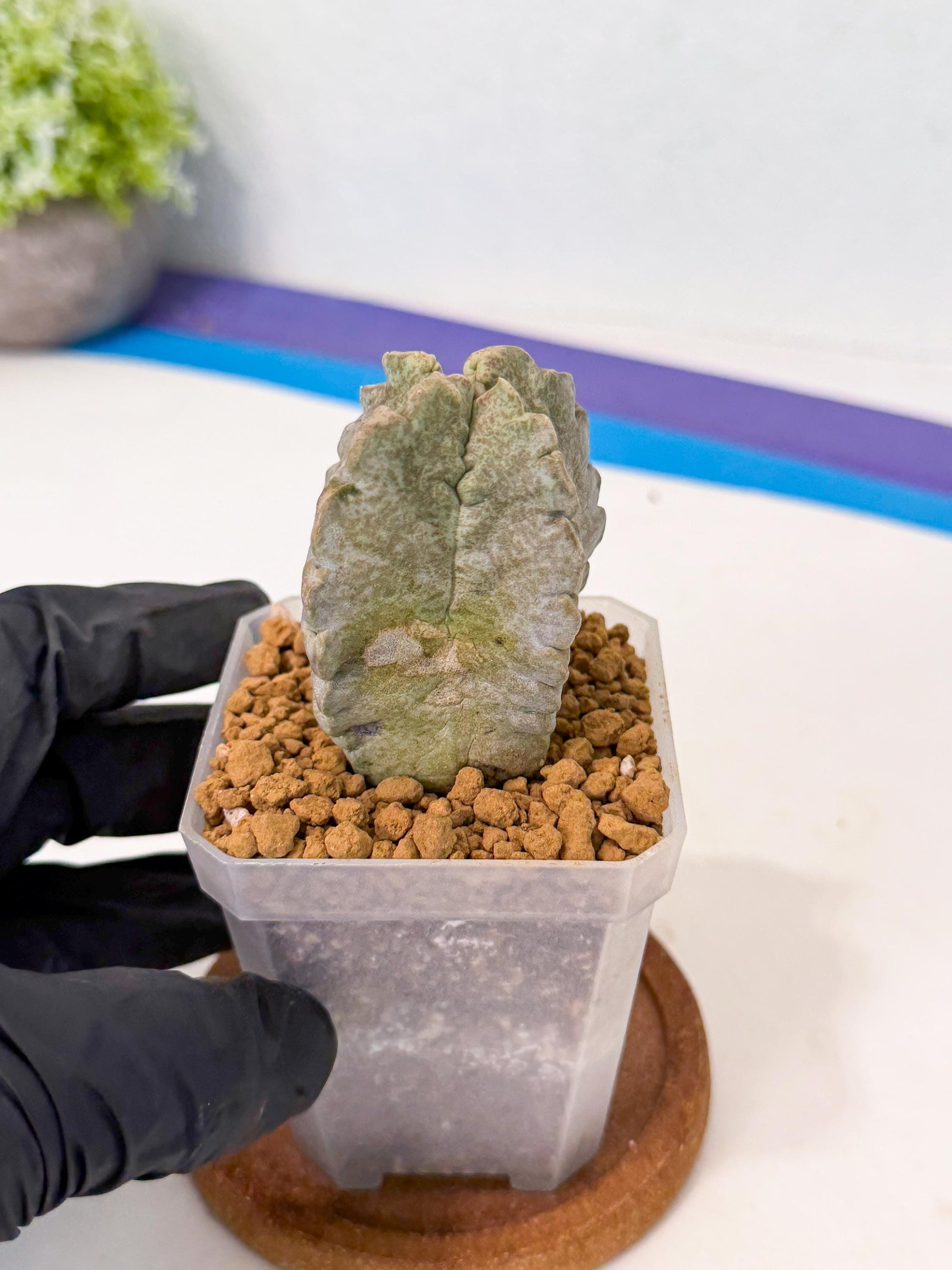 Whitesloanea crassa (r) | Rare House Plants