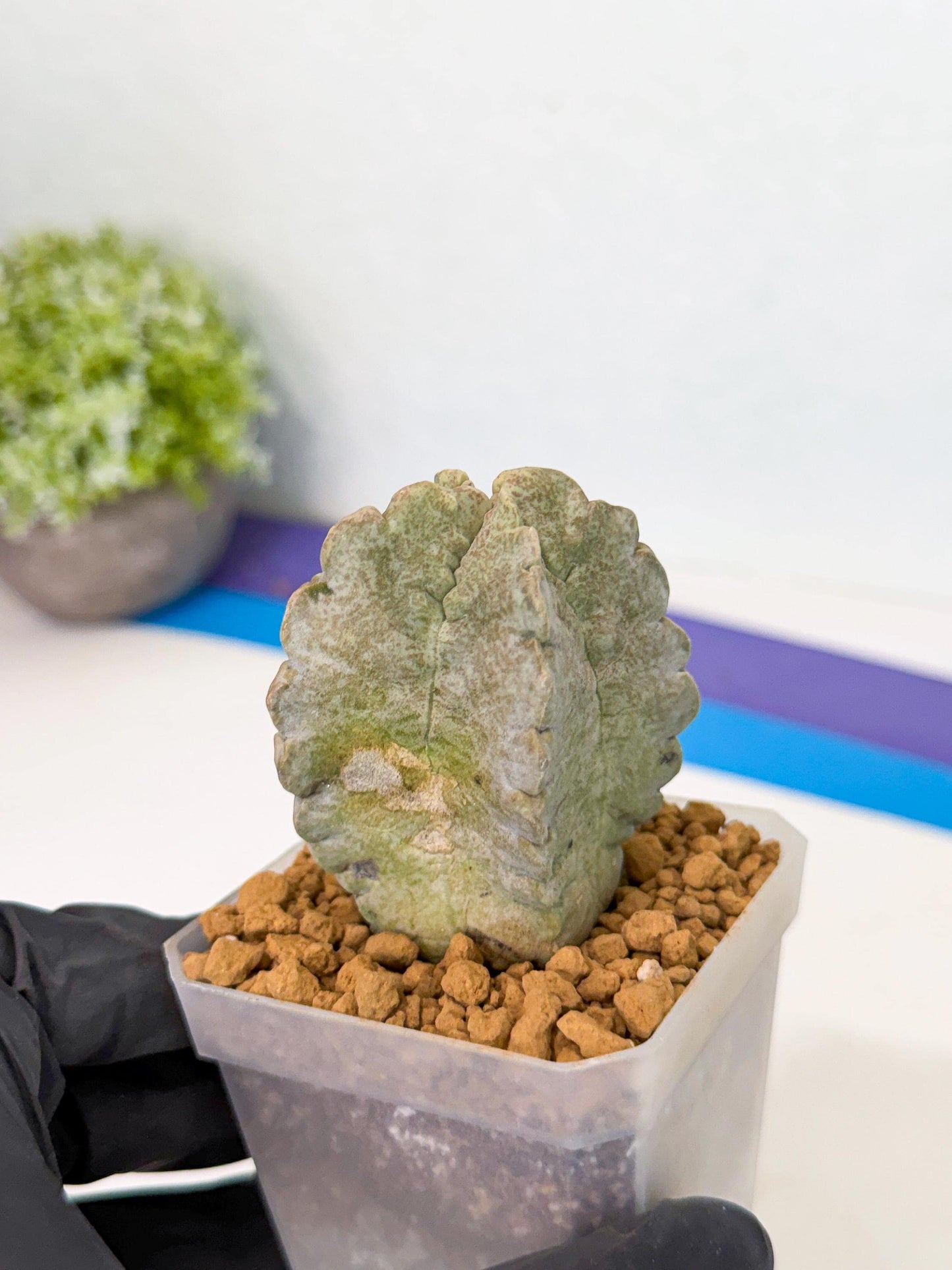 Whitesloanea crassa (r) | Rare House Plants