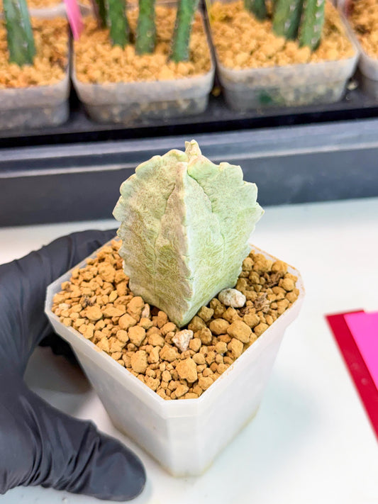 Whitesloanea crassa (pr) | Rare House Plants