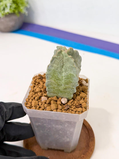 Whitesloanea crassa (pr) | Rare House Plants