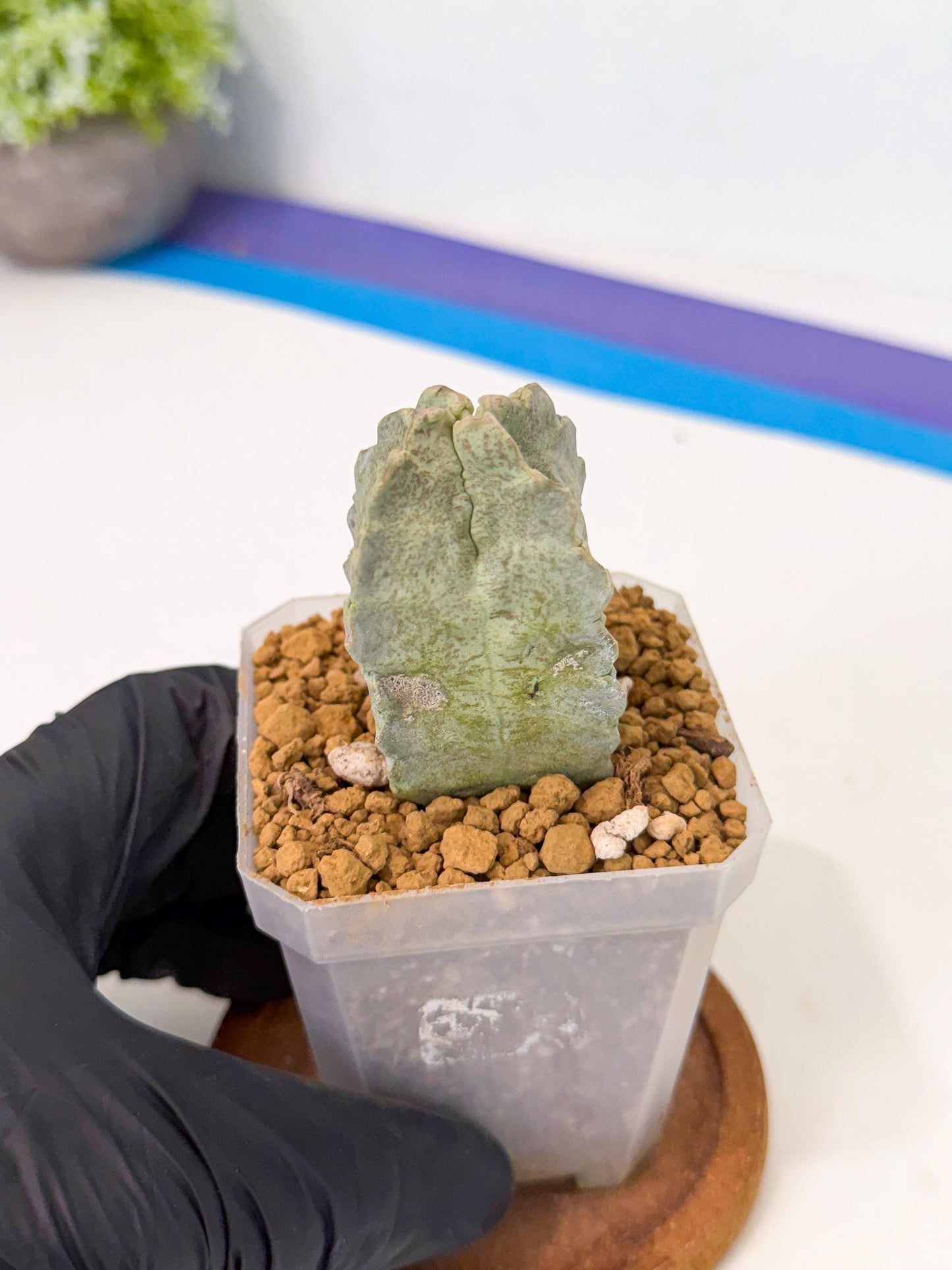 Whitesloanea crassa (pr) | Rare House Plants