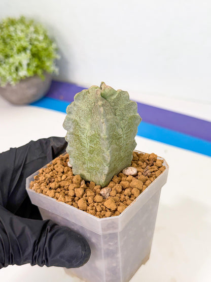 Whitesloanea crassa (pr) | Rare House Plants