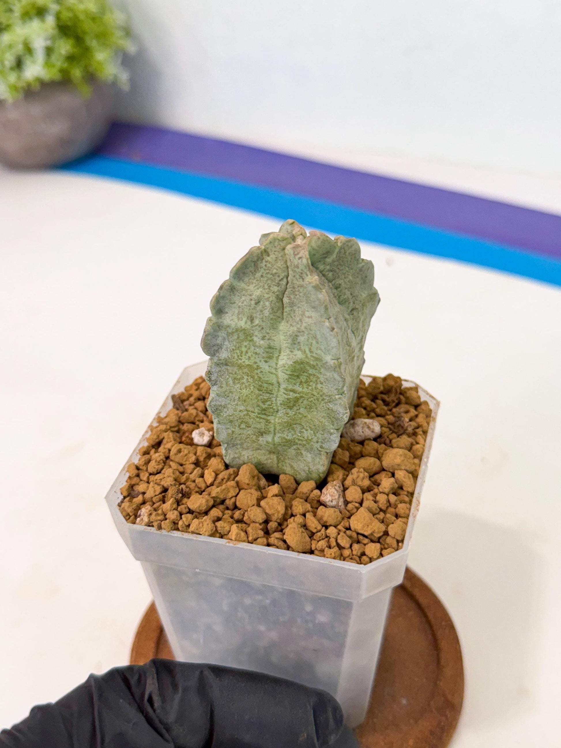 Whitesloanea crassa (pr) | Rare House Plants