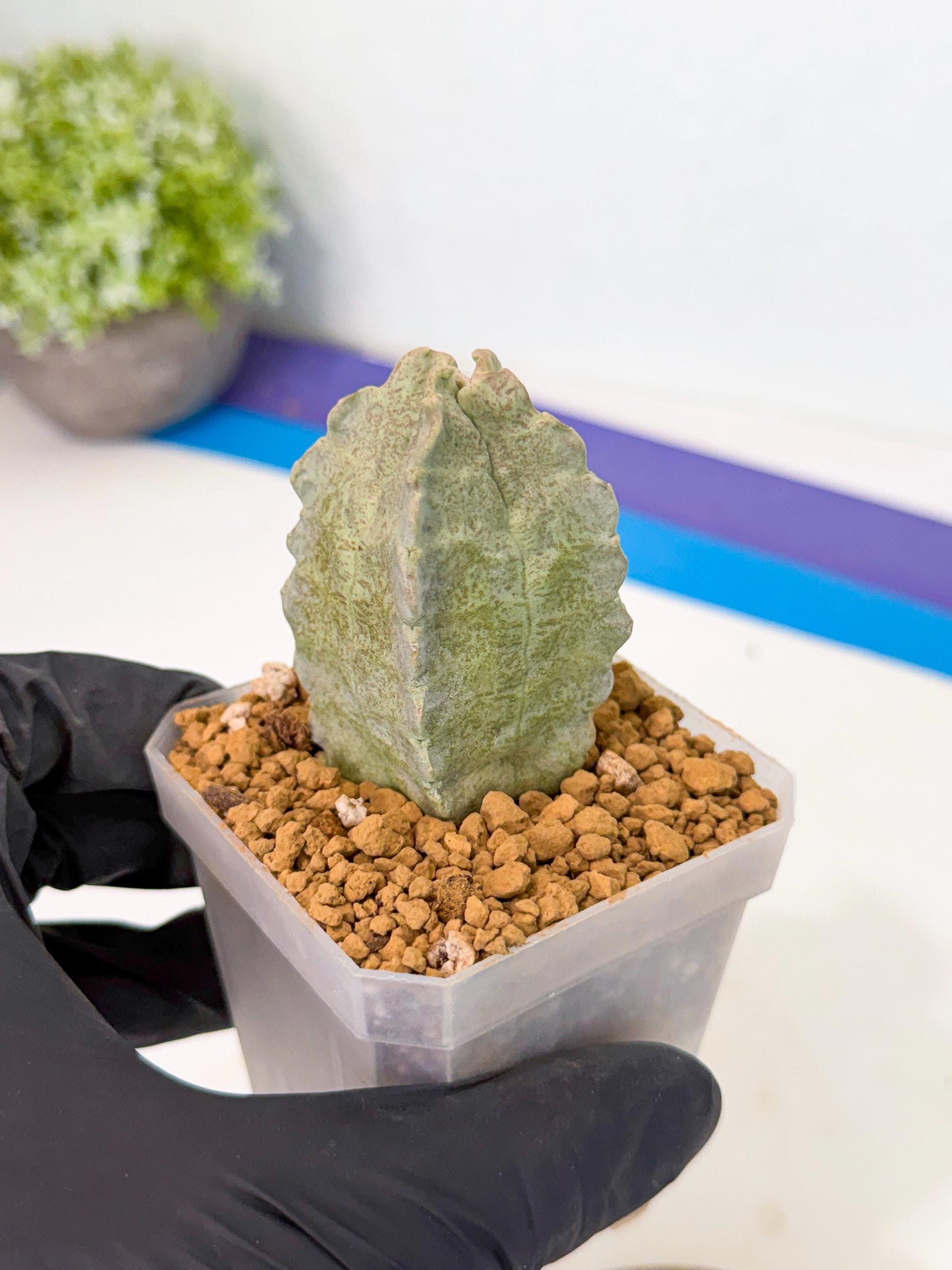 Whitesloanea crassa (pr) | Rare House Plants
