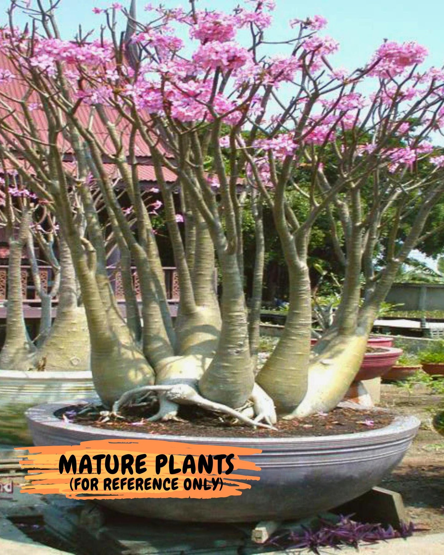 Adenium Arabicum (b) | Desert Rose | Exotic Rare Plant