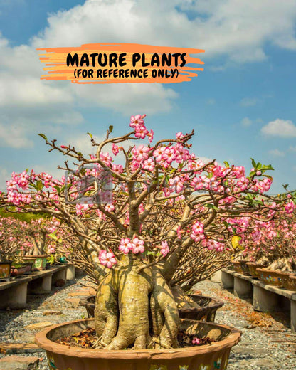 Adenium Arabicum (b) | Desert Rose | Exotic Rare Plant